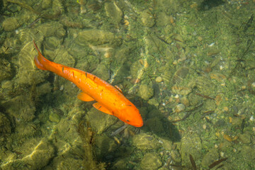 Poster -  koi carp in a Japanese garden