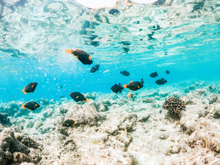 corals and tropical fish underwater sea life