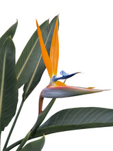 Strelitzia Cut Out And Isolated Or The Bird Of Paradise Blossom In The Flowerbeds Of The Tropical Streets Of Brazil.