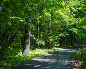 Wall Mural - path in the forest