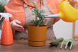© olga_demina - Woman in apron watering Chamaedorea plant at home after transplant into decorative pot, fertilize enrich dry ground, horticulture, gardening concept