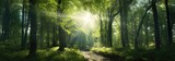 Fototapeta Las - Bright sun shining through green trees in the forest