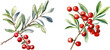 Mistletoe branches with red berries clipart, isolated vector illustration.
