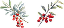 Mistletoe Branches With Red Berries Clipart, Isolated Vector Illustration.