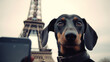 cachorro fofo de férias em paris