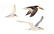 Florida seabirds all photographed and cropped by me on a transparent background. 
Species from left: Least tern (Sternula antillarum), royal tern (Thalasseus maximus), black skimmer (Rynchops niger)