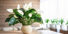 Beautiful Vase Of Anthurium Flowers On The Table With Sun Exposure
