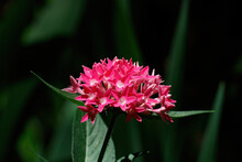 Pink Pentas Flowers