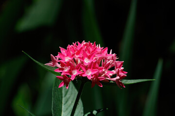 Wall Mural - Pink pentas flowers