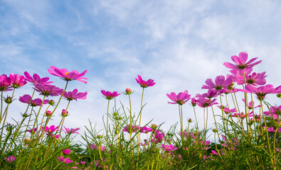 Wall Mural - Cosmos flower blooming in the garden on bright blue sky background.