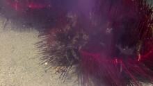 Two Radiant Sea Urchins Move Across Seabed At Night While Emitting Clouds Of Sperm. During This Act Of Reproduction, Countless Fish Hide Between Their Spines To Escape Predators. Detail Shot.