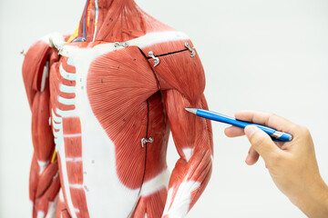 Wall Mural - Physiotherapist explaining muscle injury to athlete.Doctor explains the musculoskeletal system to the patient on white background.Medical education concept.