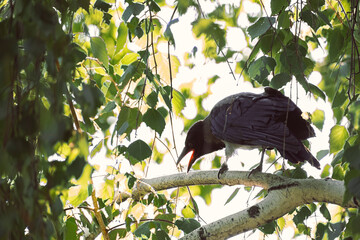 A gray crow with open beaks sits on a tree branch, a large bird from the order of passeriformes