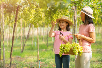 Wall Mural - happy asian family traveling backpacker, Mother and daughter traveler standing in beautiful vineyards in autumn harvest with freshly grapes. vineyards at sunset in autumn harvest. ripe grapes in fall.