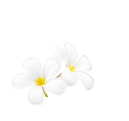 White plumeria flower blooming isolated on transparent background (.PNG)