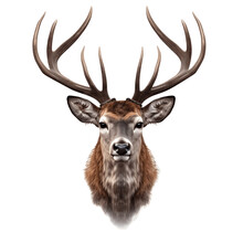 Deer Head With Horns Isolated On White Background Cutout