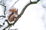 Fototapeta Niebo - Wiewiórka siedząca na gałęzi w parku miejskim