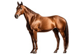 Fototapeta Konie - Elegant Brown Horse Isolated Illustration on Transparent Background, Generative Ai