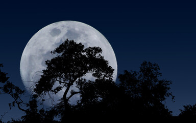 Wall Mural - moon and tree