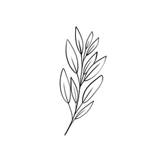 sage leaves drawing, botanical line art