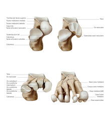 Anatomy and structure of the bones of the foot. Vector 3D illustration