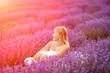 Woman lavender field. A middle-aged woman sits in a lavender field and enjoys aromatherapy. Aromatherapy concept, lavender oil, photo session in lavender
