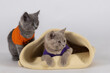 Piękne zdjęcie w studio malutkich i młodych pięknych rasowych kotów brytyjskich krótkowłosych różnorodnych maści które bawią się na mięciutkiej skórce , kapeluszu , torbie oraz białym tłem.