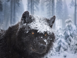 Sticker - portrait of a black canadian wolf in the forest during a snowfall