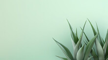 Aloe Vera Closeup. Aloevera Plant, Natural Organic Renewal Cosmetics, Alternative Medicine. Aloe Vera Leaf Close-up. Skin Care Concept, Moisturizing. On Green Background. Generative AI