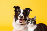 Fototapeta Zwierzęta - Grey striped tabby cat and a border collie dog with happy expression together on yellow background