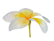 Watercolor Tropical Flowers. Plumeria On An Isolated White Background, Watercolor Illustration. Hand-drawn, Painting. Ideal For Printing, Decoration, Decoupage, Etc.