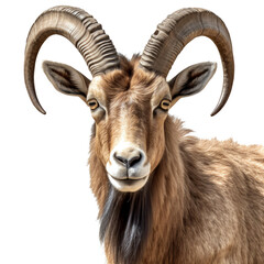 Sticker - Ibex wild goat head with horns isolated - Generative AI