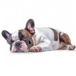 Adorable Sleeping French Bulldog Puppy in a White Isolated Background