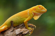 Albino Iguana On A Branch, Albino Iguana, Blue Iguana, Red Iguana, Frog, 
