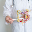 © Jo Panuwat D - Doctor holding human Colon anatomy model. Colonic disease, Large Intestine, Colorectal cancer, Ulcerative colitis, Diverticulitis, Irritable bowel syndrome, Digestive system and Health concept