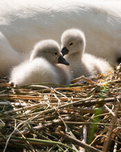 Closeup Of Two Baby Swans In A Nest