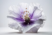Artistic Shot Of A Violet And White Flower On White Background, Generative Ai