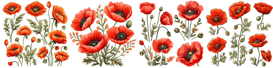 Wall Mural - Set of Poppy flower Watercolor collection of hand drawn flowers , Botanical plant illustration transparent background, PNG ,Generative AI