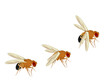 Fruit fly or Drosophila melanogaster on white background.