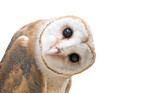 Fototapeta Zwierzęta - common barn owl ( Tyto albahead ) isolated