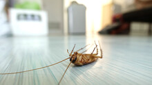Dead Cockroach On The Floor
