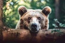 Curious Brown Bear Peering Over Wooden Fence In Forest - AI Generative
