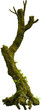 © Matheus - Side view of mossy trunk