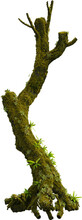 Side View Of Mossy Trunk
