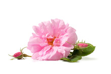Rosa Damascena. Damask Rose. Oil-bearing Rose.