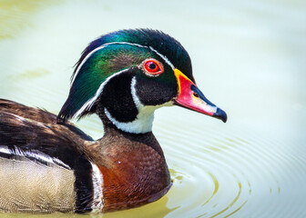 Wall Mural - Portrait of a Wood Duck