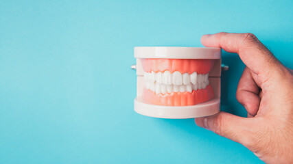 Hand holding teeth gum jaw model on blue background with copy space. Medical healthy beauty teeth healthcare clinic. Dental health and tooth protection concept. Smiley tooth oral and orthodontic