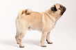 side of Cute dog pug breed standing and making funny or serious face feeling happiness and cheerful,ฺBeautiful Purebred dog and healthy dog,Isolated on white background,Dog friendly Concept
