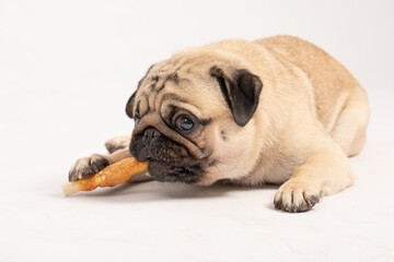 Wall Mural - Dog pug breed eating Dog treats feeling happiness and enjoy,isolated on grey background,Happy Purebred Dog Concept