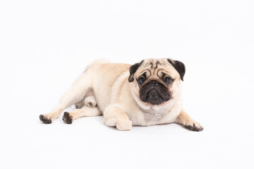 Wall Mural - Cute pet dog pug breed lying and smile so funny and making serious and angry face isolated on white background